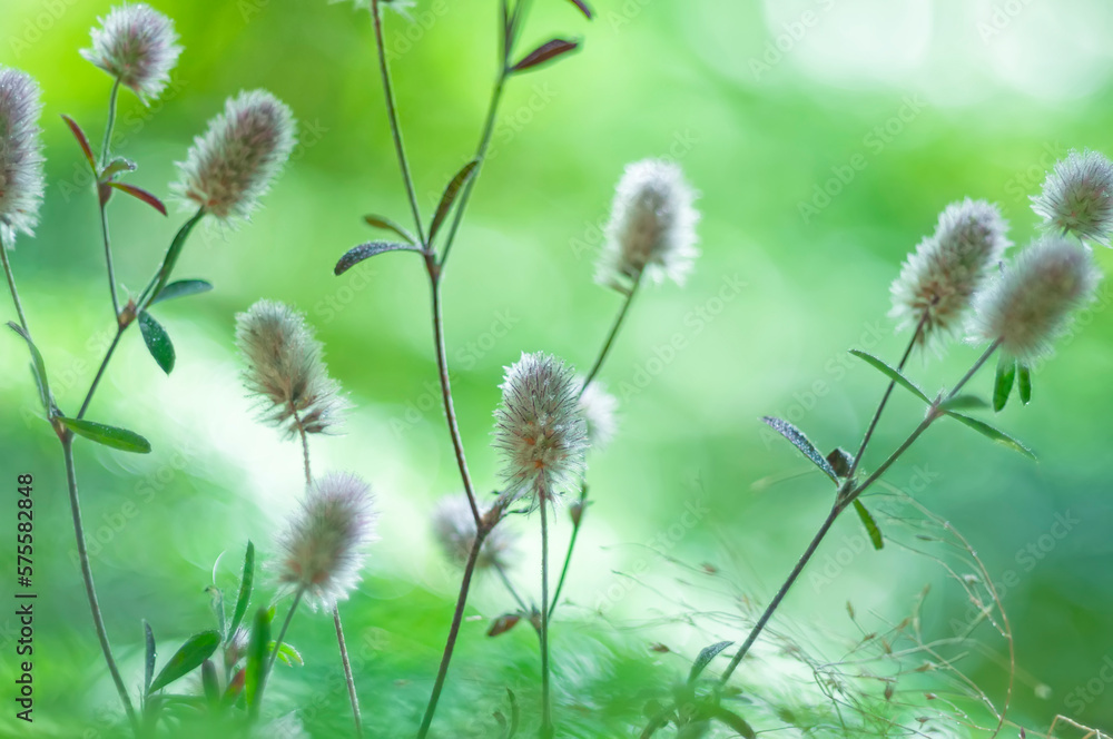 Fluffy flowers in green grass. tender photo with soft focus. summer meadow