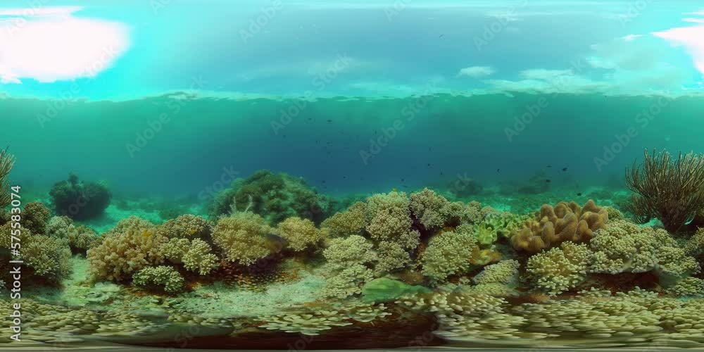 Coral reef underwater with fishes and marine life. Coral reef and tropical fish. Philippines. Virtual Reality 360. Coral reef underwater with fishes and marine life. Coral reef and tropical fish. Philippines. Virtual Reality 360.