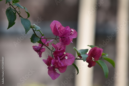 Bougainvillea - The paper flower