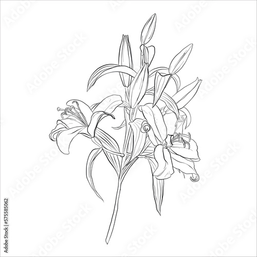 linear vector drawing of a branch of lily flowers