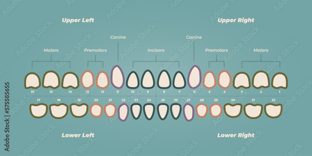 Medical dental diagram illustration. Orthodontist human tooth anatomy