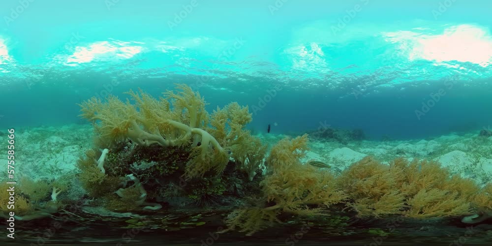Beautiful underwater landscape with tropical fish and corals. Hard and soft corals, underwater landscape. Travel vacation concept. Philippines. 360VR Video. Beautiful underwater landscape with tropical fish and corals. Hard and soft corals, underwater landscape. Travel vacation concept. Philippines. 360VR Video.