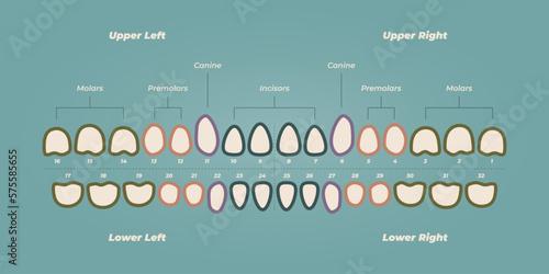 Medical dental diagram illustration. Orthodontist human tooth anatomy. Vector infographics with teeth diagrams.