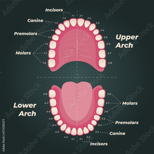 Medical dental diagram illustration. Orthodontist human tooth anatomy. Vector infographics with teeth diagrams.
