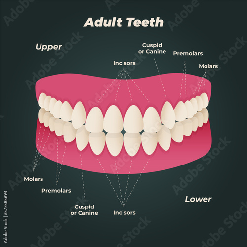 Medical dental diagram illustration. Orthodontist human tooth anatomy. Vector infographics with teeth diagrams.
