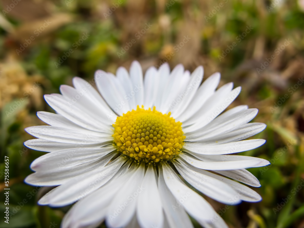 Fototapeta premium Spring floral background. First spring flowers. Flowers in spring.