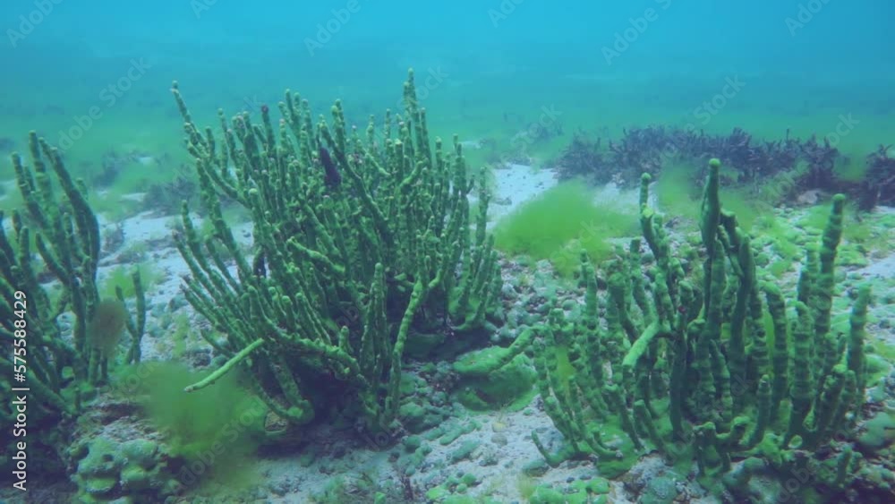 Macro shots of underwater bottom of Lake Baikal with lots of green ...