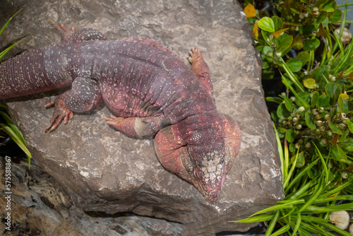 Top view red tegu lizard animal on the rock background.