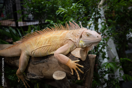 close up Yellow albino iguana on log background