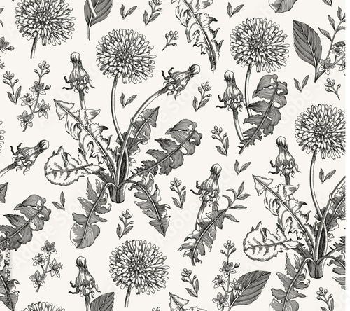 Seamless pattern Dandelion. Beautiful blooming realistic isolated flowers. Vintage background fabric wildflowers. Wallpaper baroque. Drawing engraving. Vector illustration