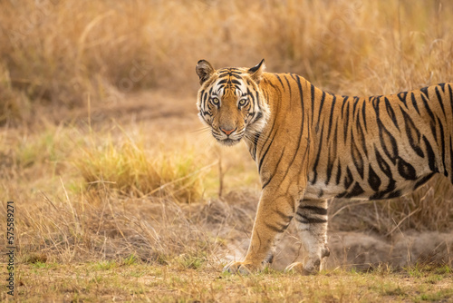 wild bengal male tiger or panthera tigris tigris standing with full face and eye contact in evening safari bandhavgarh national park forest tiger reserve umaria madhya pradesh india asia