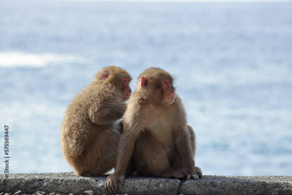 Naklejka premium 日本の伊豆半島に生息する野生のニホンザル