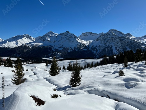 Picturesque canopies of alpine trees in a typical winter atmosphere in the Swiss Alps and over the tourist resort of Arosa - Canton of Grisons  Switzerland  Schweiz 