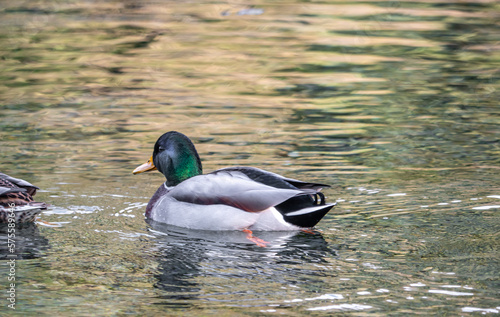 Close-Up Of Duck Swimming In Lake