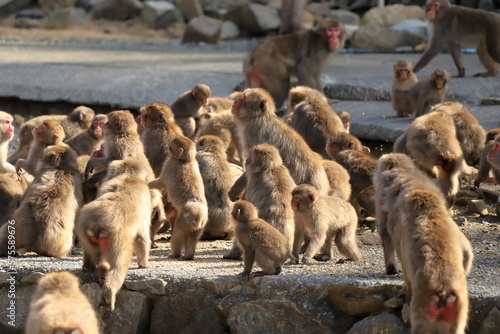 There are many wild Japanese monkeys lives at Izu in Japan.