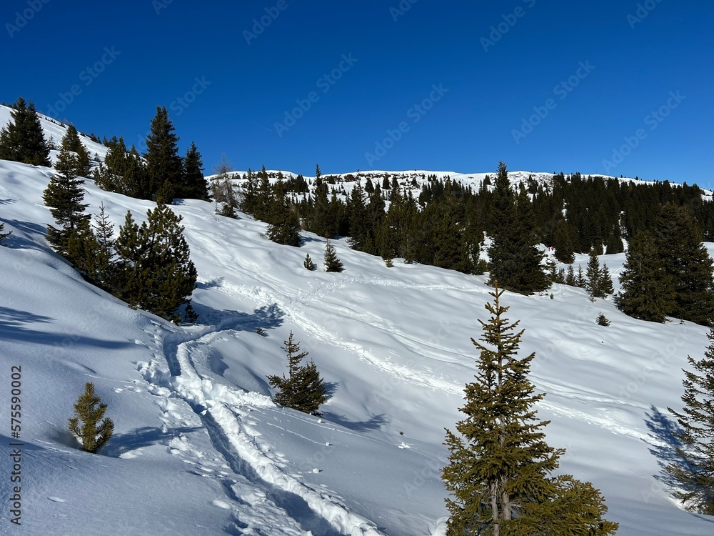 Picturesque canopies of alpine trees in a typical winter atmosphere in the Swiss Alps and over the tourist resort of Arosa - Canton of Grisons, Switzerland (Schweiz) Picturesque canopies of alpine trees in a typical winter atmosphere in the Swiss Alps and over the tourist resort of Arosa - Canton of Grisons, Switzerland (Schweiz)
