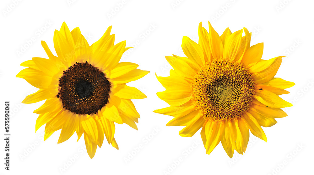 sunflower isolated on transparent png sunflower isolated on transparent png