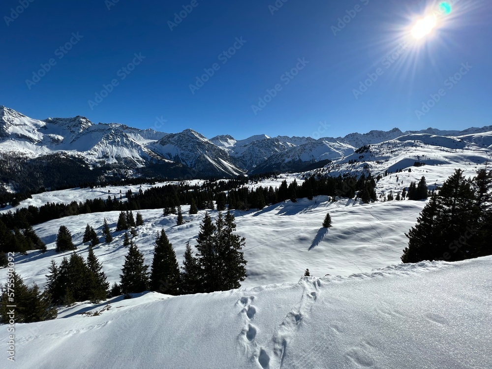 Picturesque canopies of alpine trees in a typical winter atmosphere in the Swiss Alps and over the tourist resort of Arosa - Canton of Grisons, Switzerland (Schweiz)