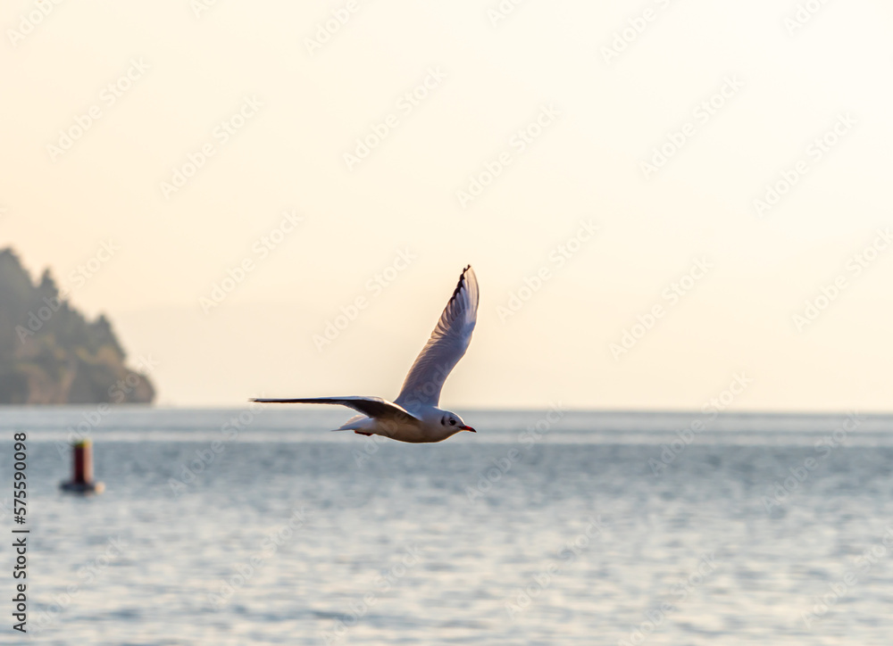 Fototapeta premium gulls fly over lake Ohrid