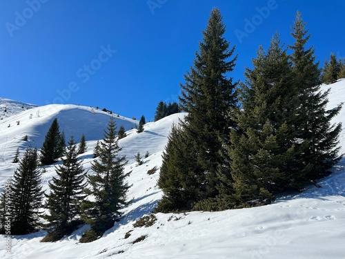 Picturesque canopies of alpine trees in a typical winter atmosphere in the Swiss Alps and over the tourist resort of Arosa - Canton of Grisons, Switzerland (Schweiz)