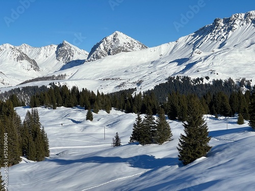 Picturesque canopies of alpine trees in a typical winter atmosphere in the Swiss Alps and over the tourist resort of Arosa - Canton of Grisons, Switzerland (Schweiz)