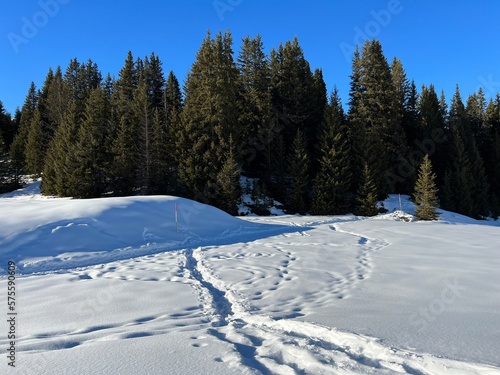 Picturesque canopies of alpine trees in a typical winter atmosphere in the Swiss Alps and over the tourist resort of Arosa - Canton of Grisons, Switzerland (Schweiz)