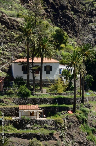Palmeras en Valle Gran Rey, La Gomera