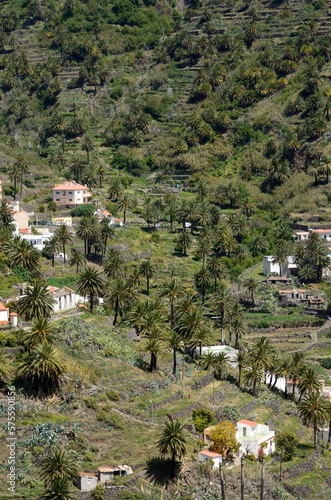 Bancales y palmeras en Valle Gran Rey, La Gomera 