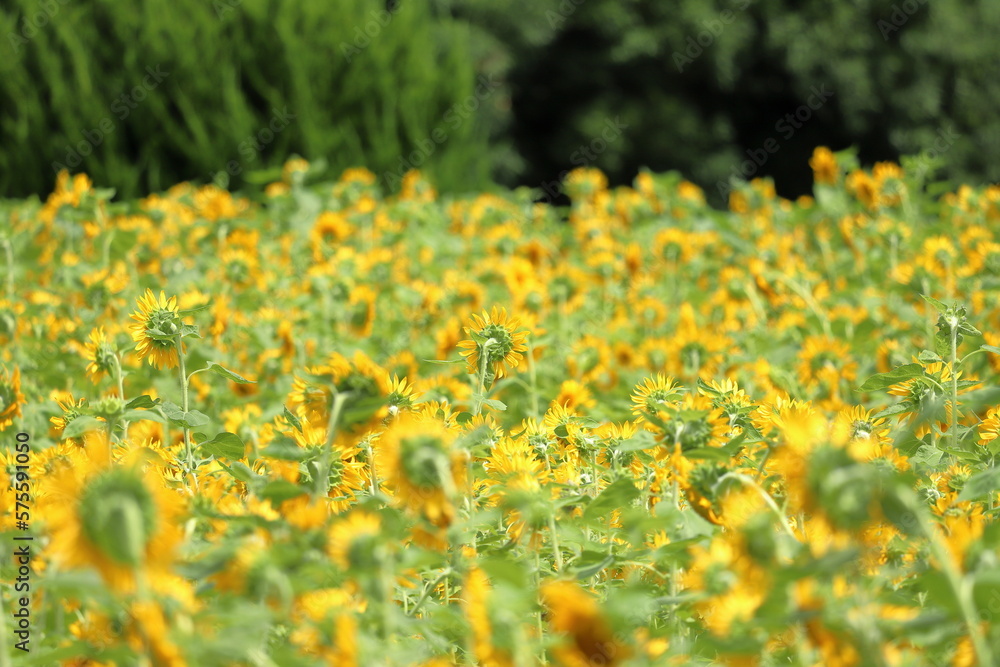 Sunflowers are usually tall annual or perennial plants that grow to a