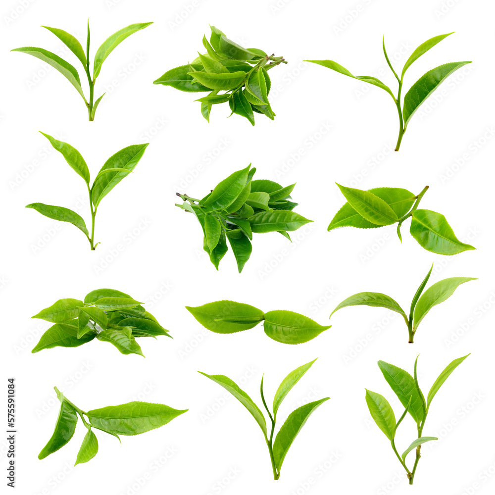 green tea leaf isolated on transparent png green tea leaf isolated on transparent png