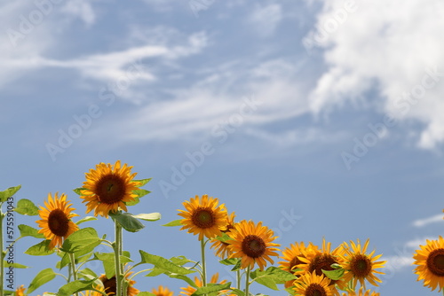 Sunflowers are usually tall annual or perennial plants that grow to a height of 300 centimetres or more. They bear one or more wide  terminal capitula  flower heads   with bright yellow ray florets at