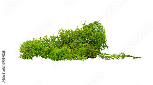 Canvas Print Real photo of moss, without background