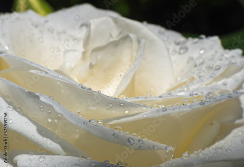 white roses in the garden with raindrops