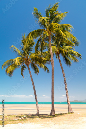 Palm trees before a blue sky and a golden sand beach in Australia