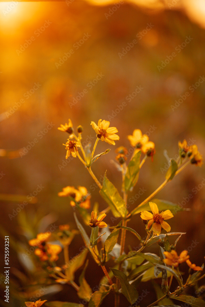 yellow flower in sunrise