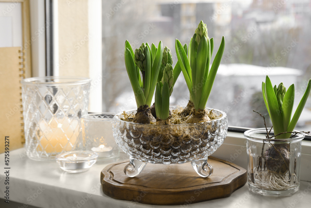Fototapeta premium Beautiful bulbous plants and candles on windowsill indoors. Spring time