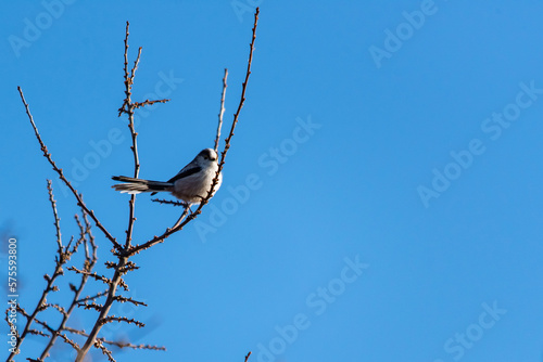 Fotografie Closeup of a long-tailed tit or long-tailed bushtit, Aegithalos caudatus, bird foraging in a forest during Winter