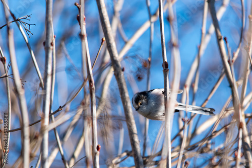 Obraz na plátně Closeup of a long-tailed tit or long-tailed bushtit, Aegithalos caudatus, bird foraging in a forest during Winter