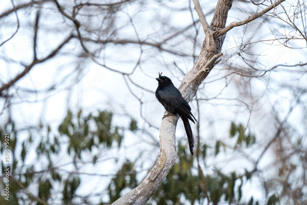 Crested drongo in the Madagascar's wood. Dicrurus forficatus is searching for food. Small black bird with crest on the branch. Wildlife in Madagascar. Crested drongo in the Madagascar's wood. Dicrurus forficatus is searching for food. Small black bird with crest on the branch. Wildlife in Madagascar.