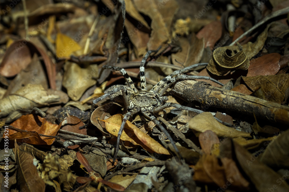 Wolf spider hunting at night on the forest floor. Nature in the Kirindy Forest. Wolf spider hunting at night on the forest floor. Nature in the Kirindy Forest.
