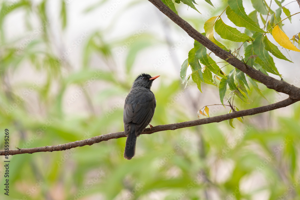 Malagasy bulbul in the forest on Madagascar. Hypsipetes madagascariensis on the branch. Dark bird with orange beak. Wildlife on the Madagascar. 