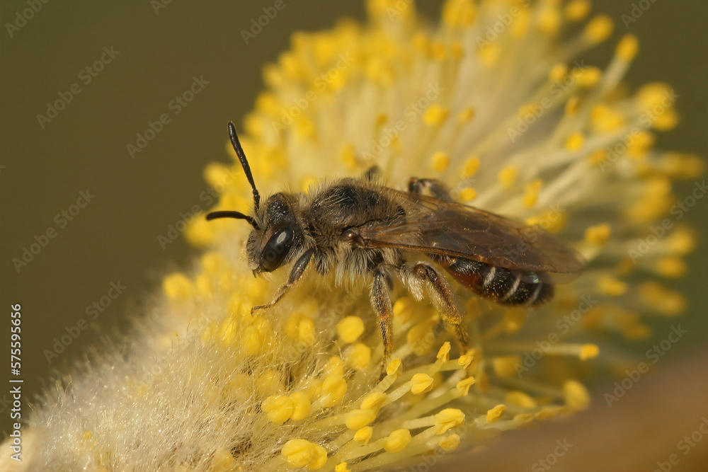 Closeup on a small , cute ,female red bellied miner, Andrena ventralis, sitting on a twig in the garden Closeup on a small , cute ,female red bellied miner, Andrena ventralis, sitting on a twig in the garden