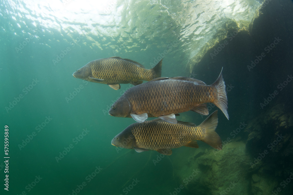 Common carps are swimming in the dam. Carps in the shoal. European fresh water. Life in fresh water. Common carps are swimming in the dam. Carps in the shoal. European fresh water. Life in fresh water.