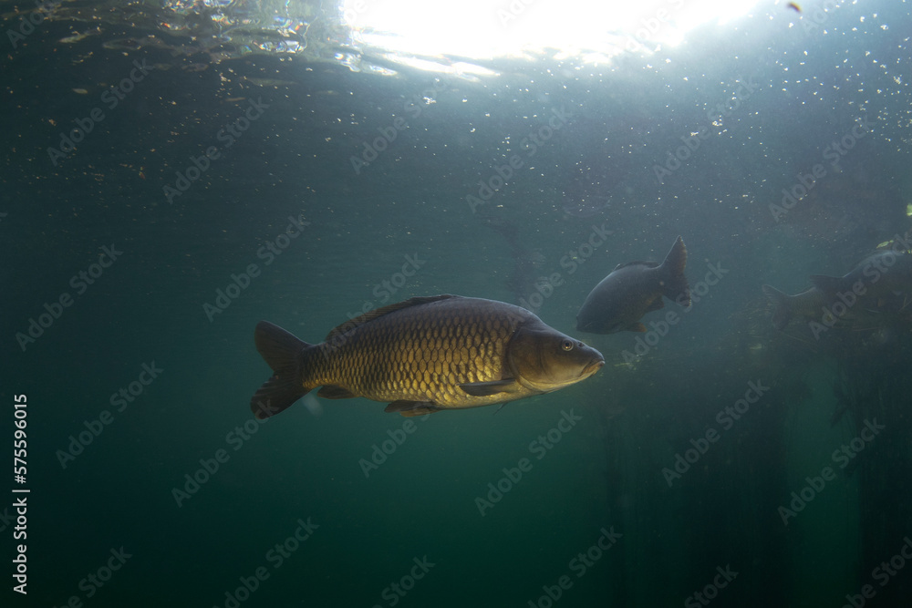 Common carps are swimming in the dam. Carps in the shoal. European fresh water. Life in fresh water. Common carps are swimming in the dam. Carps in the shoal. European fresh water. Life in fresh water.