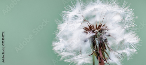 Closeup of dandelion on natural background. Bright calming delicate nature details. Inspirational nature concept  soft blue and green blurred bokeh background. Idyllic soft foliage tranquil banner