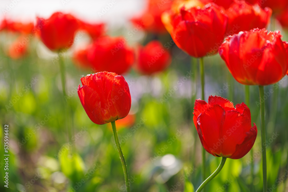 Obraz premium Beautiful floral background of bright red tulips blooming in garden park, sunny spring day. Green blurred foliage, artistic nature closeup. Calming flowers, romance love valentines day, mothers day