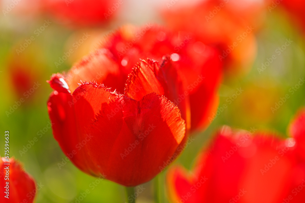 Beautiful floral background of bright red tulips blooming in garden park, sunny spring day. Green blurred foliage, artistic nature closeup. Calming flowers, romance love valentines day, mothers day Beautiful floral background of bright red tulips blooming in garden park, sunny spring day. Green blurred foliage, artistic nature closeup. Calming flowers, romance love valentines day, mothers day