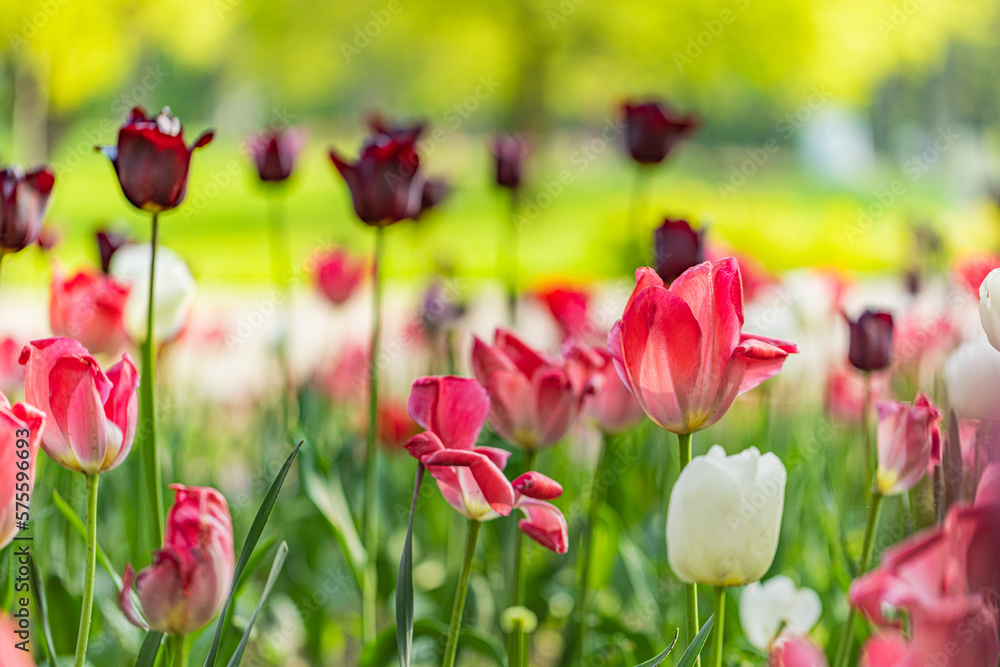 Amazing white red tulip flowers blooming in a tulip field, against the background of blurry tulip flowers in soft sunset light. Relaxing garden nature blooming springtime floral landscape Amazing white red tulip flowers blooming in a tulip field, against the background of blurry tulip flowers in soft sunset light. Relaxing garden nature blooming springtime floral landscape