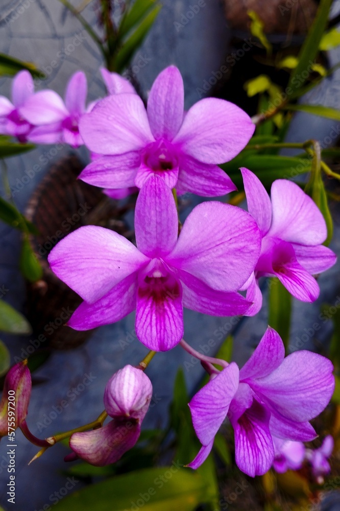 orchid pink and purple flowers orchid pink and purple flowers