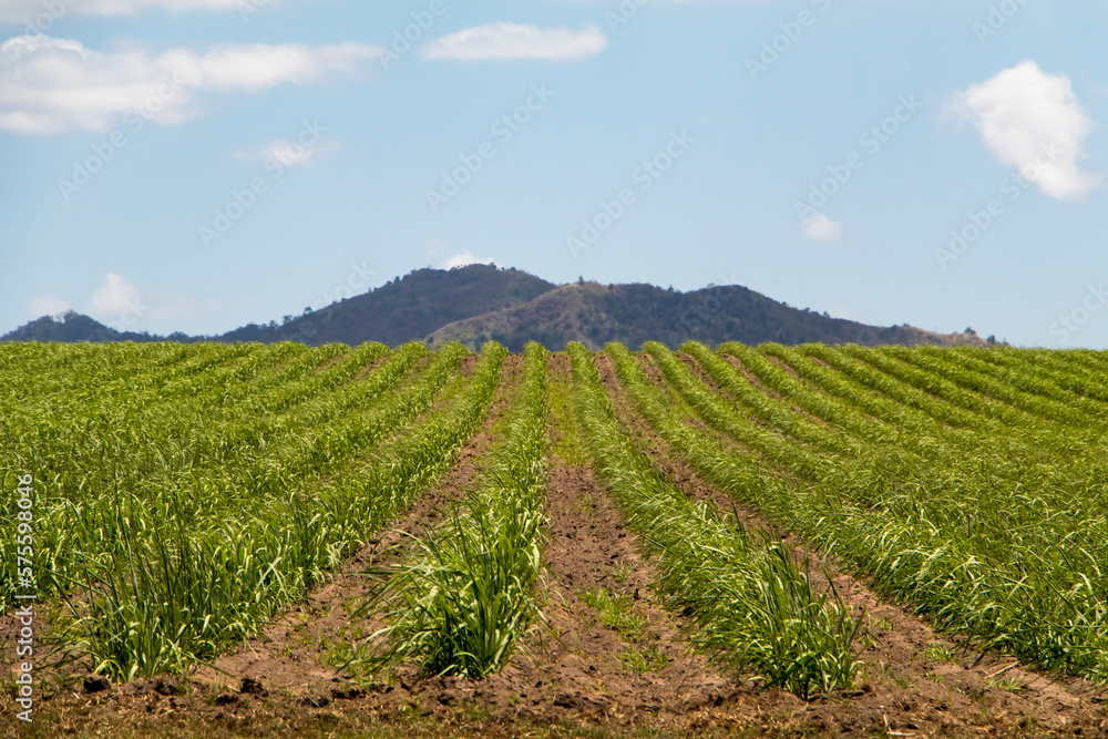 Sugarcane field with strong straight rows in Australia